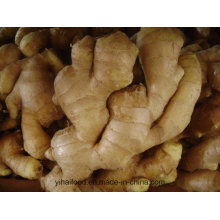 Anqiu Fresh Ginger, Air-Dry-Ginger Top Quality